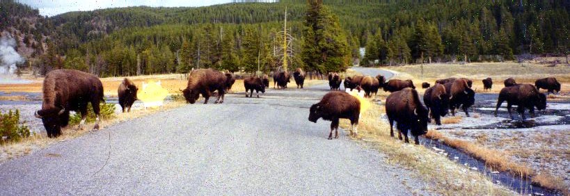 Buffalos at Yellowstone National Park